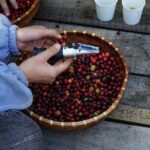 Dalat's countryside|Coffee Plantations Tour beyond Elephant falls - What to Expect During the Tour