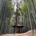 Damyang Bamboo Forest Tour (Private) - Practical Details and Value