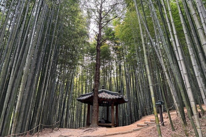 Damyang Bamboo Forest Tour (Private) - Practical Details and Value