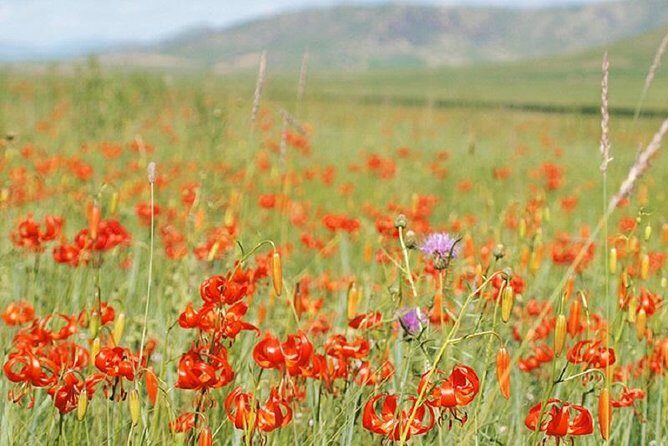 Day Tour of Hustai National Park - How to Maximize Your Day Trip
