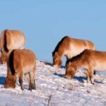 Day tour to Hustai national park - The Wildlife and Landscape Experience