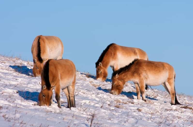 Day tour to Hustai national park - The Wildlife and Landscape Experience