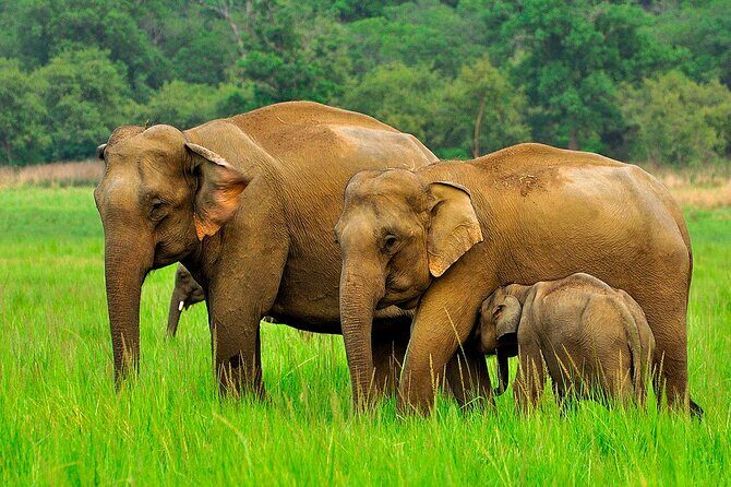 Day tour to Minneriya National Park,Sigiriya & Dambulla from Kandy