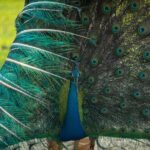 Day Tour to Wilpattu National Park from Colombo - FAQ