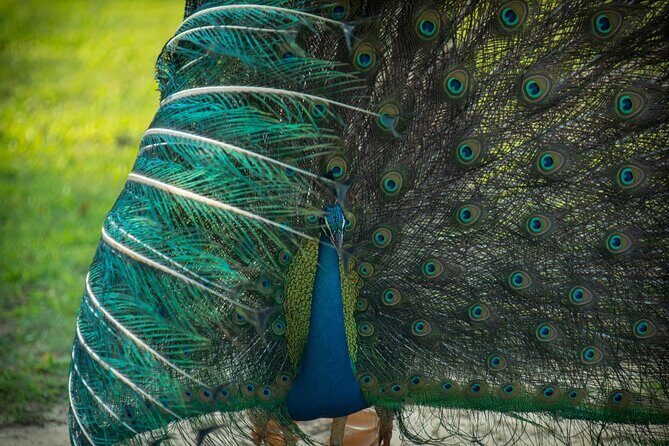 Day Tour to Wilpattu National Park from Colombo - FAQ