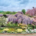 Day Trip Ashikaga Flower Park by Private Car from Tokyo - Frequently Asked Questions