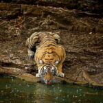 Day Trip from Jaipur to Ranthambore Safari - FAQ