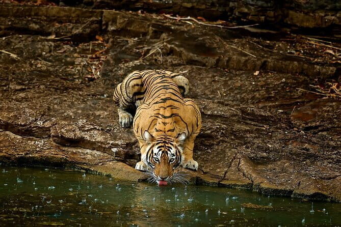 Day Trip from Jaipur to Ranthambore Safari - FAQ