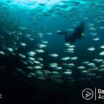 Day Trip Snorkeling in Tulamben - Explore Liberty Wreck (pick up in South Bali) - The Itinerary: What to Expect