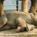 Day Trip to an Elephant Conservation and Care Center near Agra - Who Should Consider This Tour?