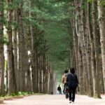 Day Trip to Nami Island with Rail bike and The Garden of Morning Calm - Final Thoughts