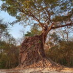 Day Trip to Sambor Preikuk, Kuhak Nokor & Spider Market - Practical Details and Tips