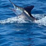 Deep Sea Fishing Tour in Huatulco Bays - Final Thoughts: Is This the Fish Story You Want to Tell?