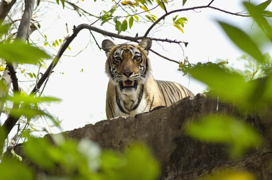Delhi: 2-Day Jim Corbett Safari Adventure - Who Will Love This Tour?