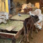 Delhi in a day : Explore the culture of the city - The Balance Between Authenticity and Convenience