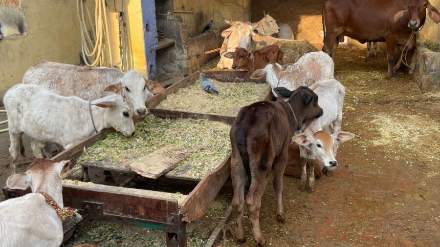 Delhi in a day : Explore the culture of the city - The Balance Between Authenticity and Convenience