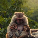 Delhi: Monkey Safari guided walking tour - Why This Tour Works Well for Certain Travelers