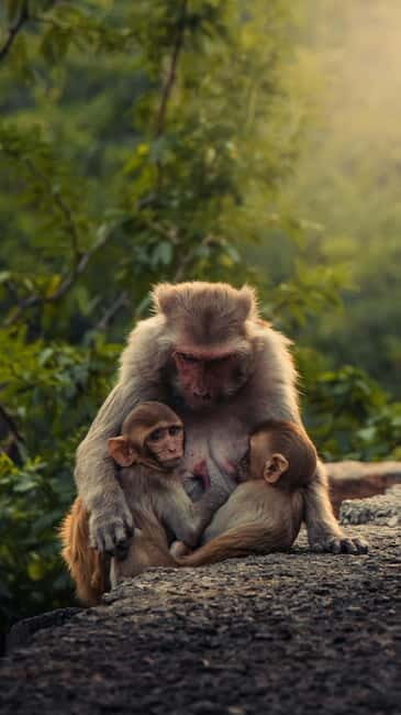 Delhi: Monkey Safari guided walking tour - Why This Tour Works Well for Certain Travelers