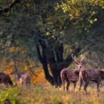 Delhi: Sariska Tiger Reserve Tour with 5-Star Lunch - A Day of Comfort and Adventure in Rajasthan