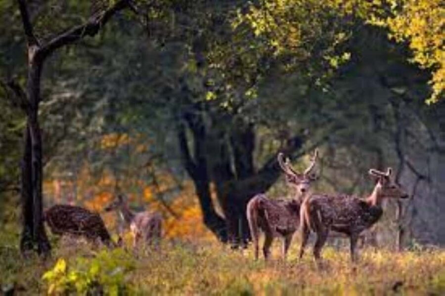 Delhi: Sariska Tiger Reserve Tour with 5-Star Lunch - A Day of Comfort and Adventure in Rajasthan