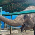 Delhi: Taj Mahal & Agra Fort with Elephant Wildlife SOS Tour - The Itinerary: What You Can Expect on This Day Trip