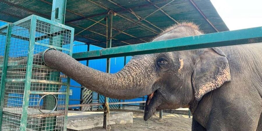 Delhi: Taj Mahal & Agra Fort with Elephant Wildlife SOS Tour - The Itinerary: What You Can Expect on This Day Trip