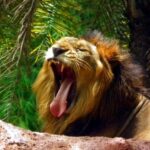 Delhi Zoo White Tigers & lions with Old Fort Visit - In-Depth Review of the Delhi Zoo & Old Fort Tour