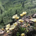 Denali National Park Walking Tour - Why This Tour Stands Out