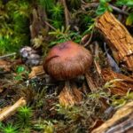 Denali Nature Hike - Final Thoughts: Who Should Consider This Experience