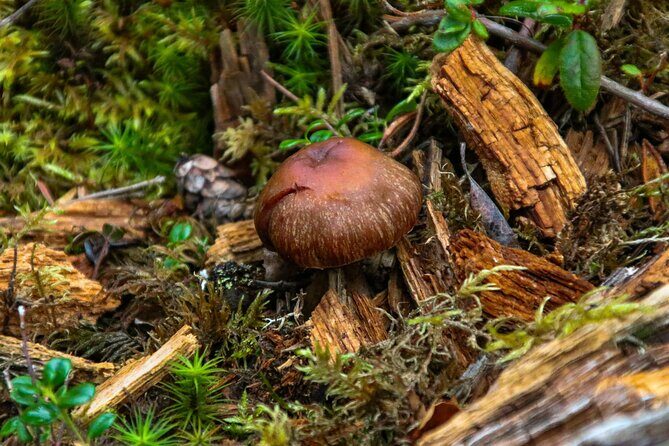 Denali Nature Hike - Final Thoughts: Who Should Consider This Experience