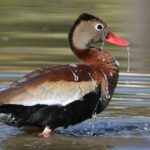 Desembocada and Ameca River Bird Paradise (Wetland and Tropical birds in PV) - Authentic Experiences and Why They Matter