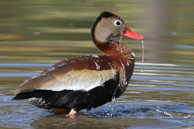 Desembocada and Ameca River Bird Paradise (Wetland and Tropical birds in PV) - Authentic Experiences and Why They Matter