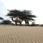 Desert Safari In Jodhpur - Who Should Book This Tour?