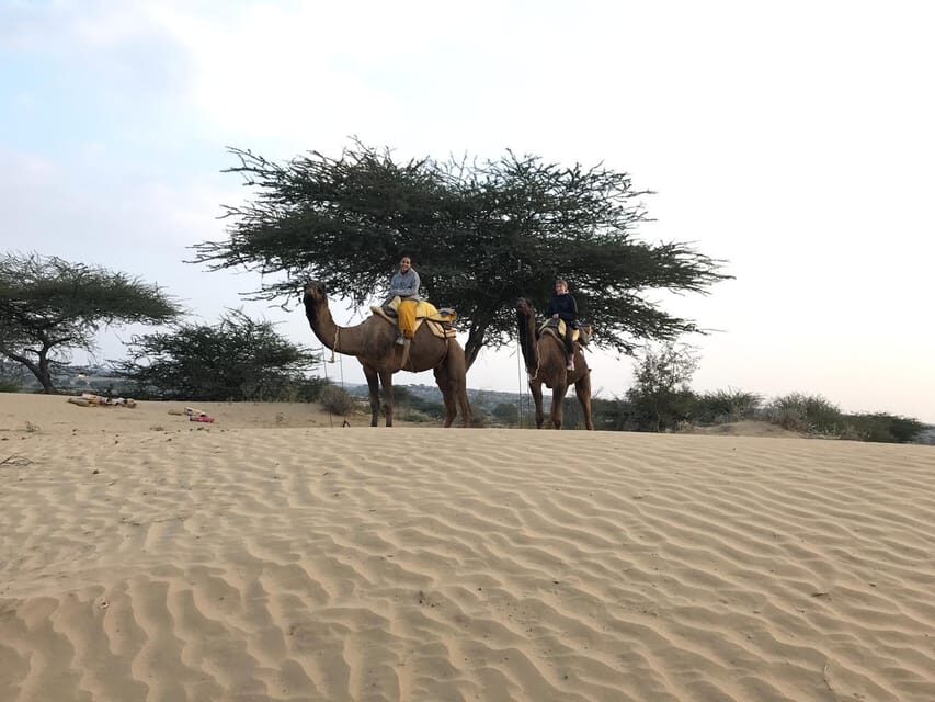 Desert Safari In Jodhpur - Who Should Book This Tour?