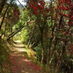 Discover Dehradun: Private City Tour - Practical Aspects