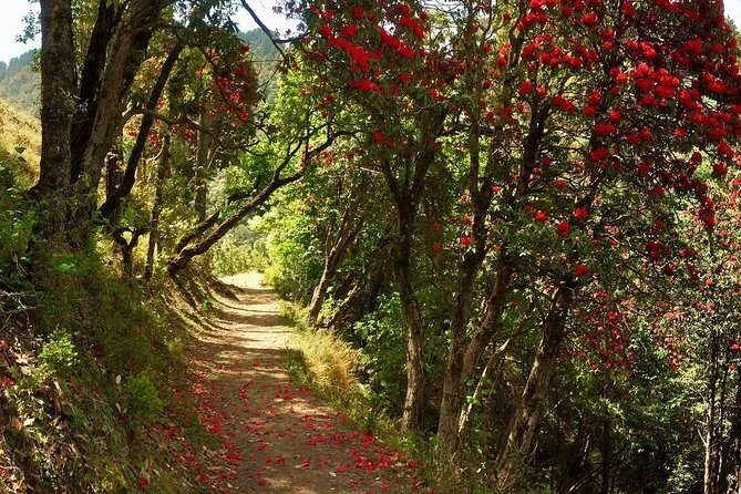 Discover Dehradun: Private City Tour - Practical Aspects