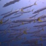 Discover SCUBA Diving - What’s Included and What You Should Keep in Mind