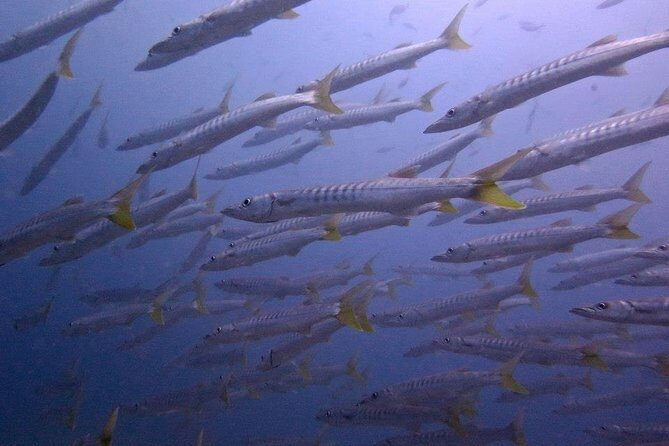 Discover SCUBA Diving - What’s Included and What You Should Keep in Mind