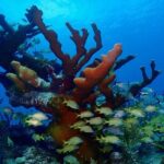 Discover Scuba Diving at Casa Cenote No Certification Needed - The Itinerary and Experience Breakdown