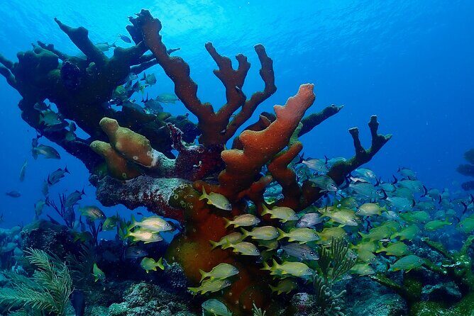 Discover Scuba Diving at Casa Cenote No Certification Needed - The Itinerary and Experience Breakdown