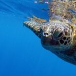 DISCOVER Scuba Diving Experience in Honolulu - Practical Details & Tips
