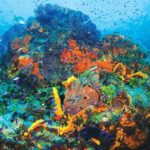 Discover Scuba Diving - One Tank at Coral Reef - FAQ
