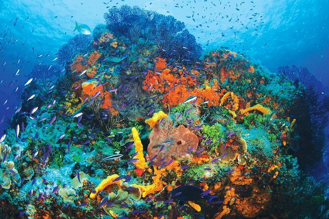 Discover Scuba Diving - One Tank at Coral Reef - FAQ
