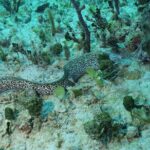 Discover Scuba Diving PADI in Playa del Carmen including underwater video - Frequently Asked Questions