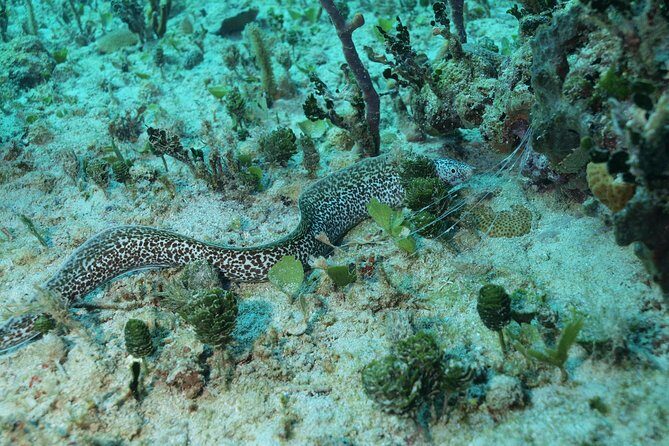 Discover Scuba Diving PADI in Playa del Carmen including underwater video - Frequently Asked Questions