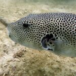 Discover Scuba Diving, try dive for beginners ( Start at Ko Kut) - Exploring Ko Kut and the Underwater World