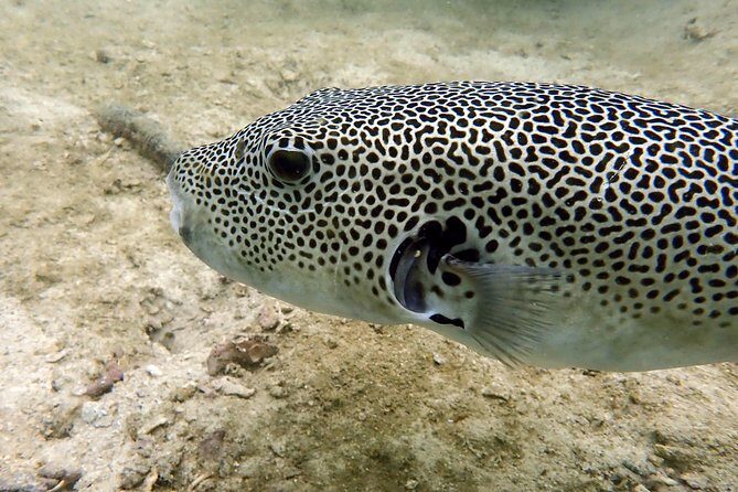 Discover Scuba Diving, try dive for beginners ( Start at Ko Kut) - Exploring Ko Kut and the Underwater World