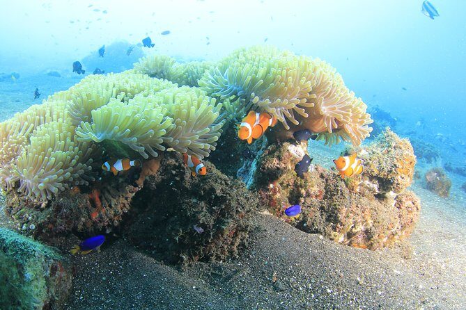 Discover Scuba Diving Tulamben Bali For Non-Certified Divers - How the Itinerary Breaks Down