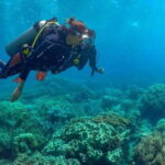 Discover Scuba: PADI Intro Dive in Dauin - Why Choose This Tour?