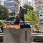 Discover Shibuya Culture and Street Life with a Local Guide - Practical Details & What You Should Know